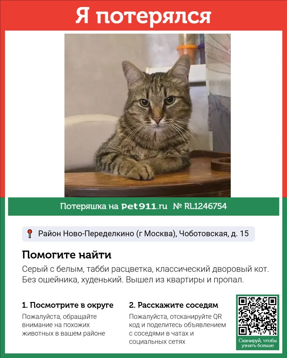 Найдена кошка в Петропавловске-Камчатском — фото объявления