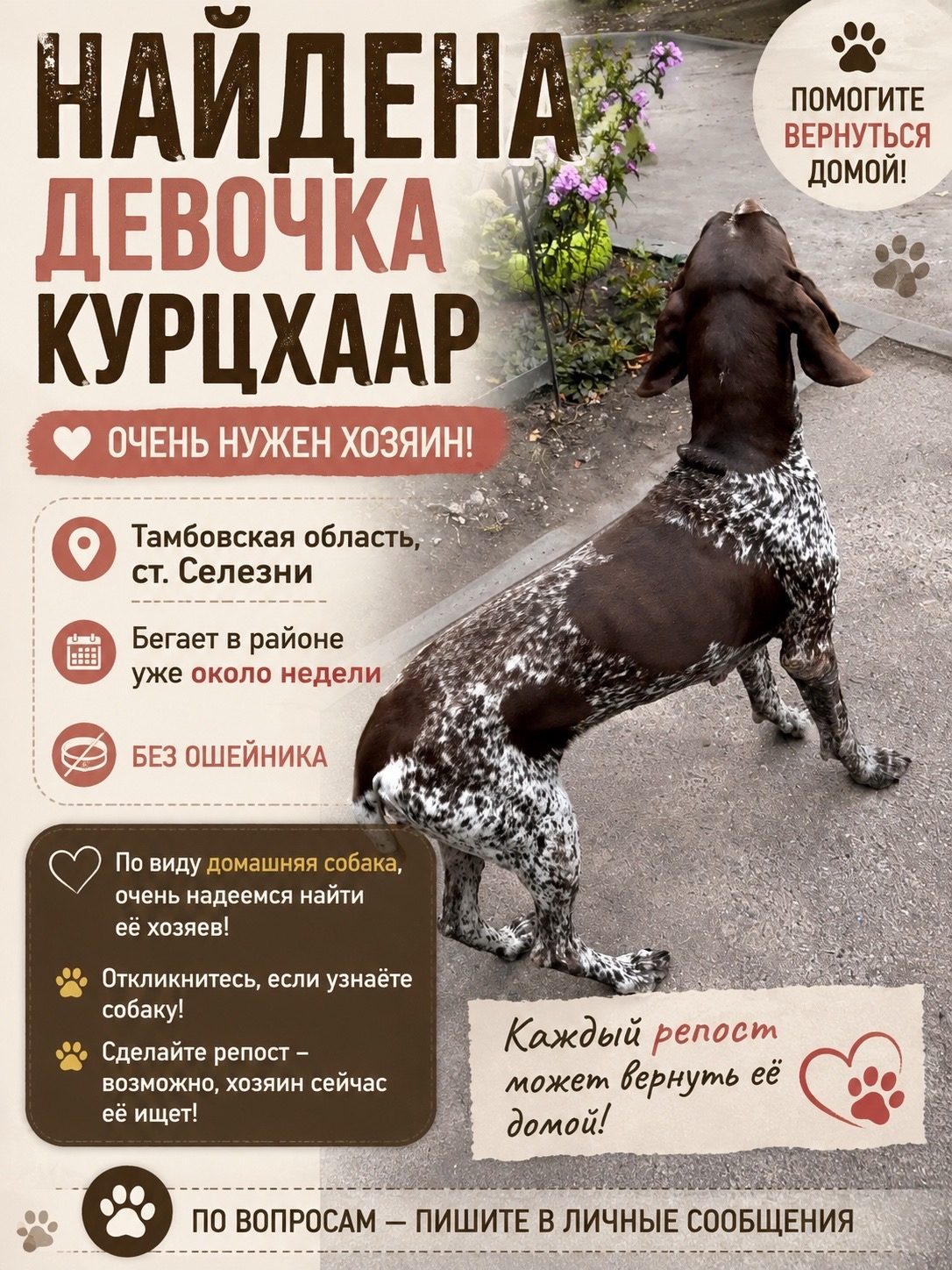 Найдена собака в Тамбове — фото объявления