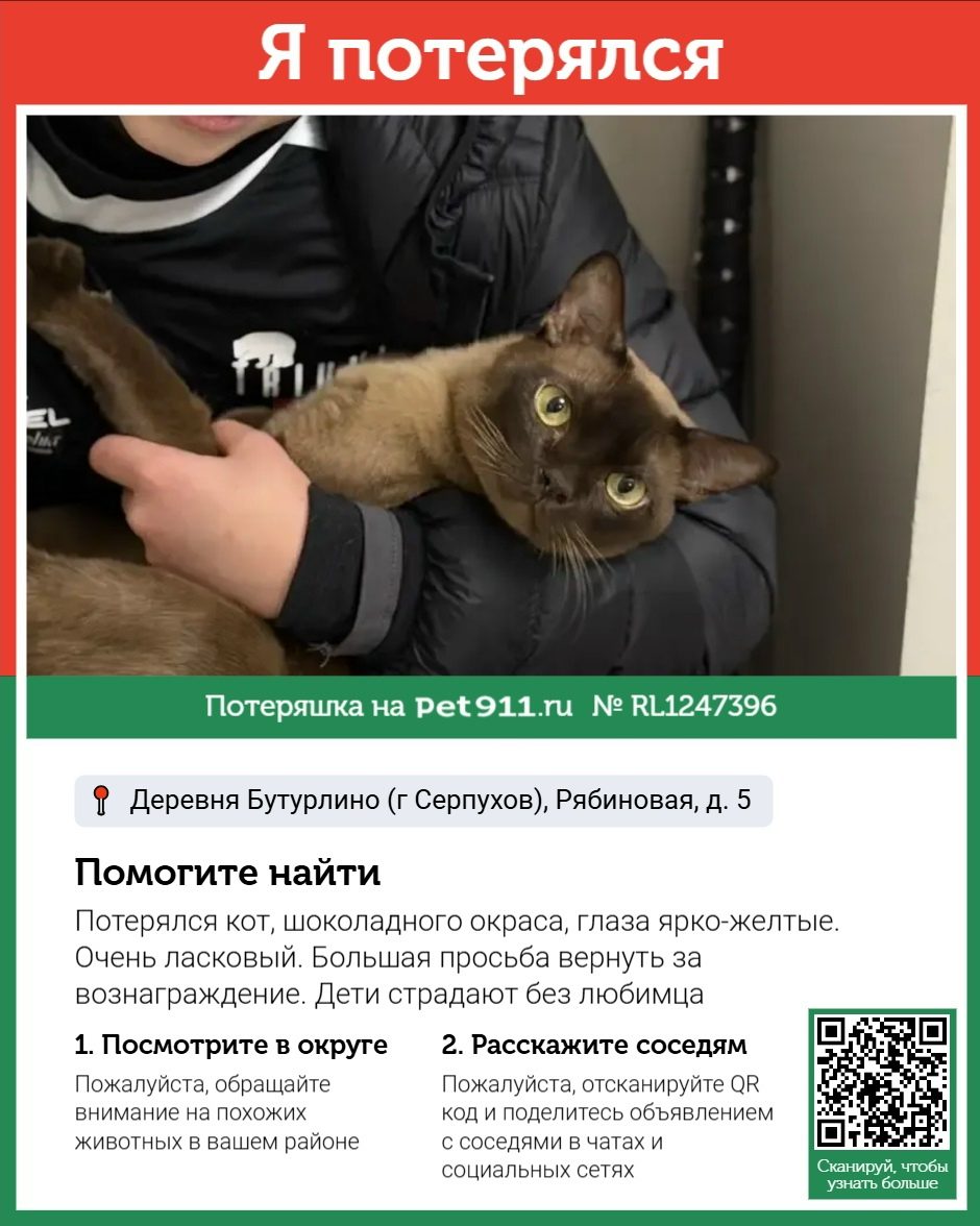 Найдена кошка в Реутове — фото объявления
