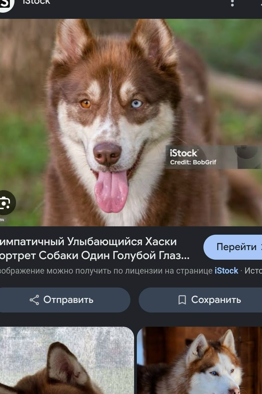 Найдена собака в Бердске — фото объявления