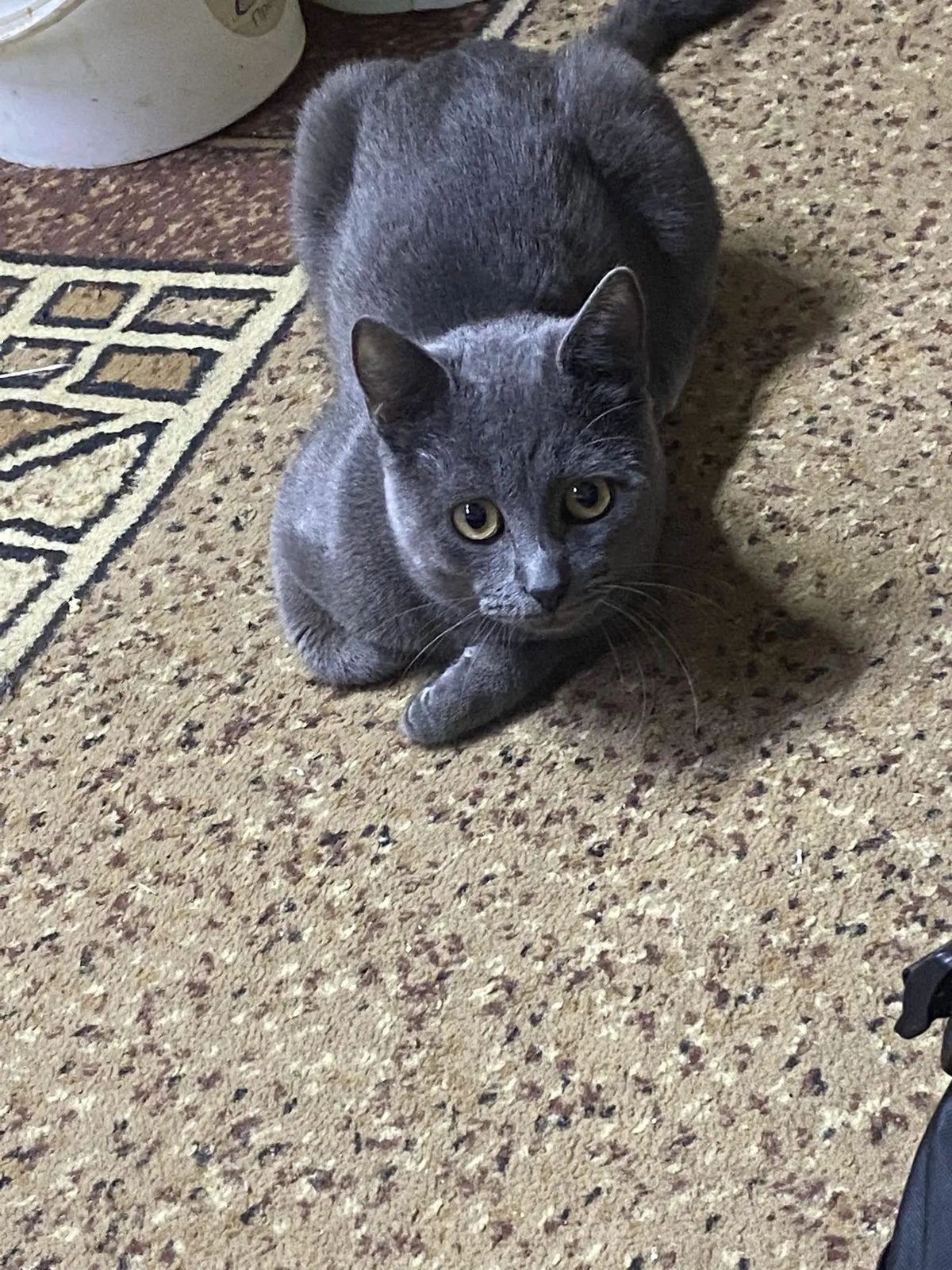 Пропала кошка в Костроме — Убежал