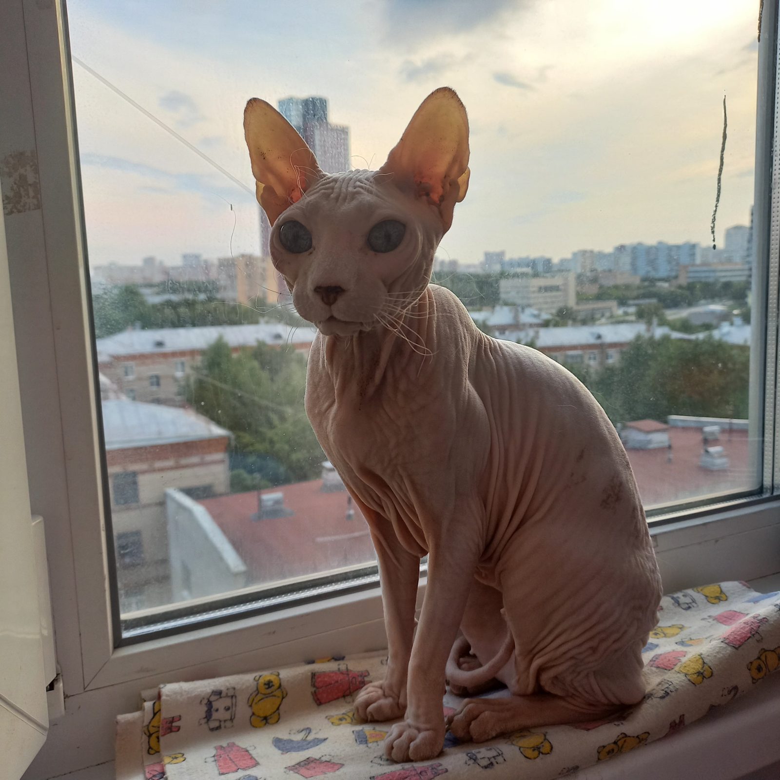 Найдена кошка в Москве — Кошка нашлась