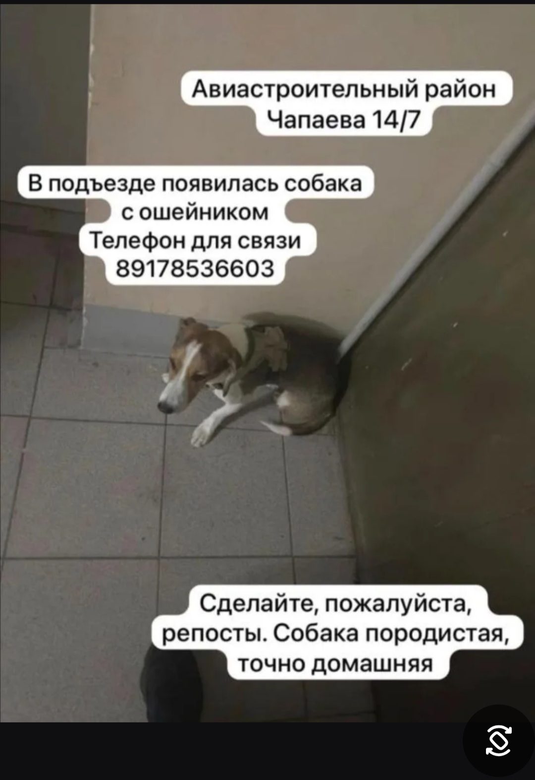 Найдена собака в Казани — фото объявления