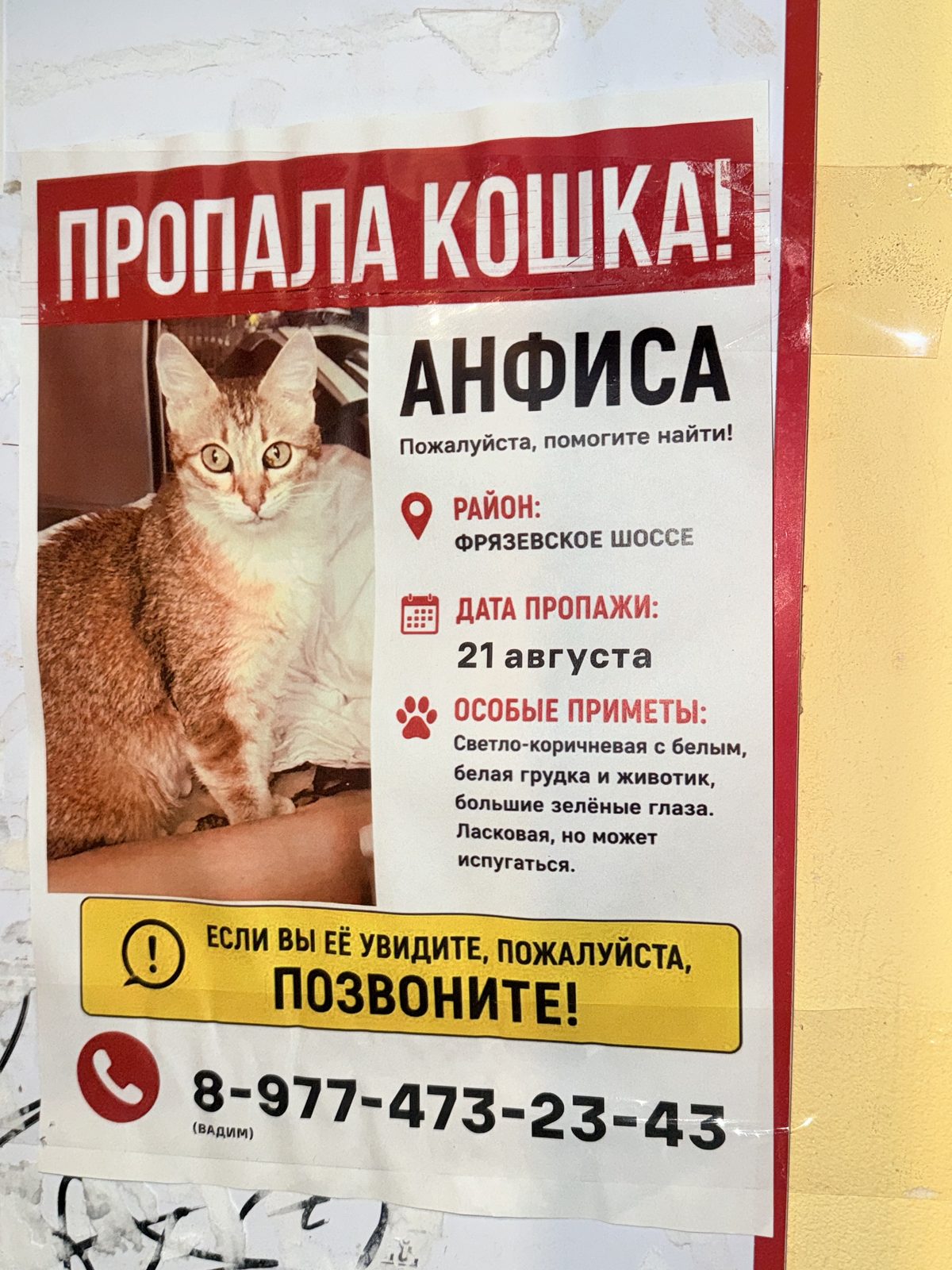 Пропала кошка в Электростали — фото объявления