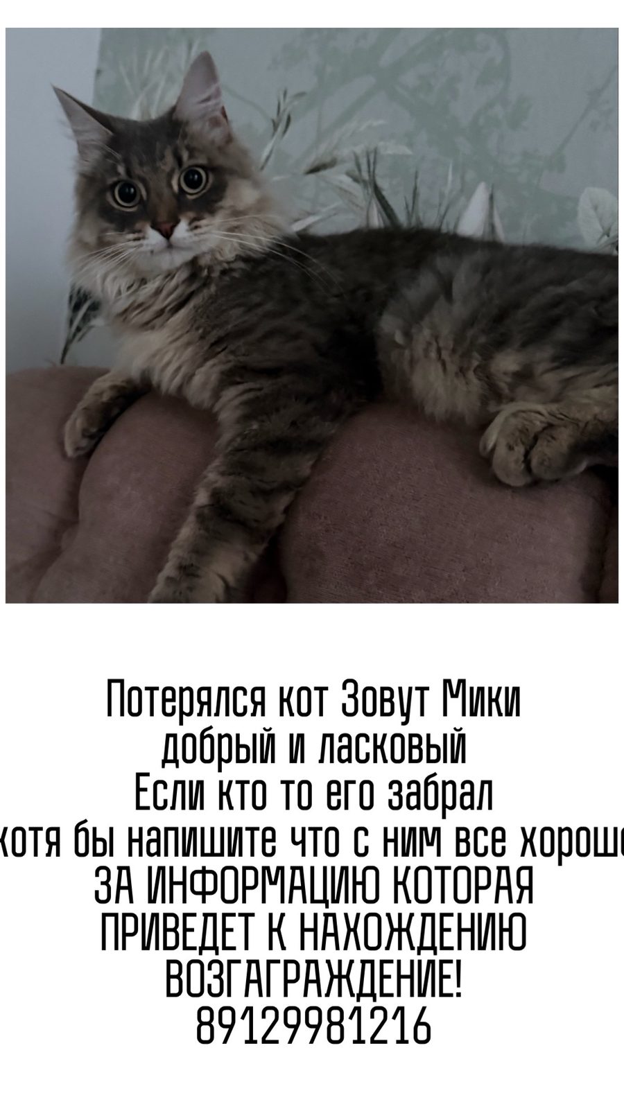 Пропала кошка в Тюмени — Пропажа