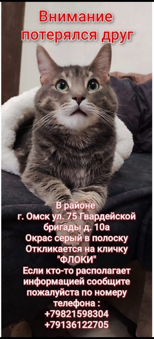 Пропала кошка в Омске — фото объявления