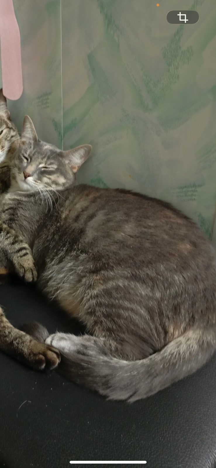 Пропала кошка в Иванове — Кошка Сима,1 год,серая,мордочка худая,тело широкое