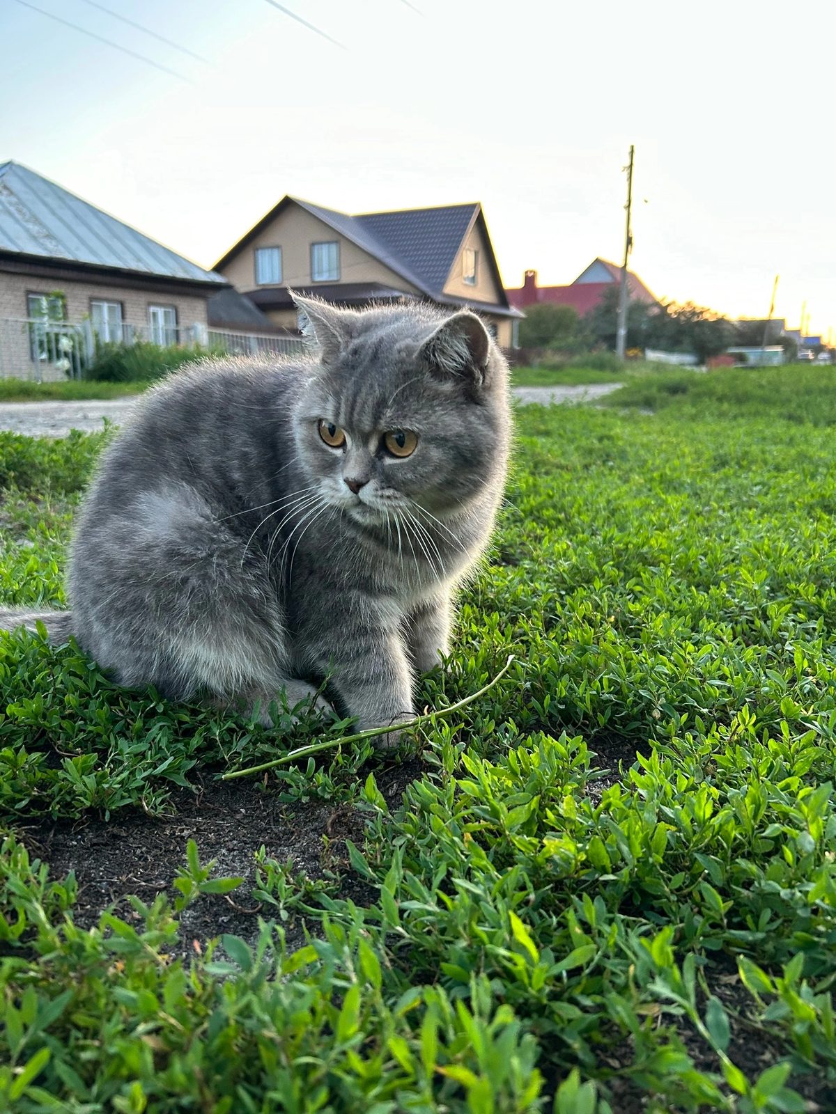 Пропала кошка в Рассказове — фото объявления