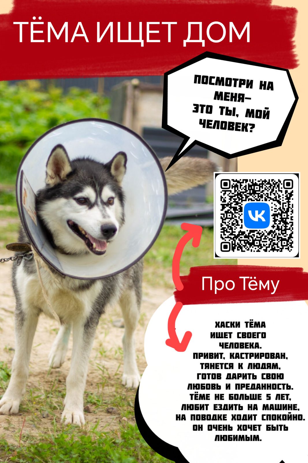 Найдена собака в Великом Новгороде — ТЁМА ИЩЕТ ДОМ