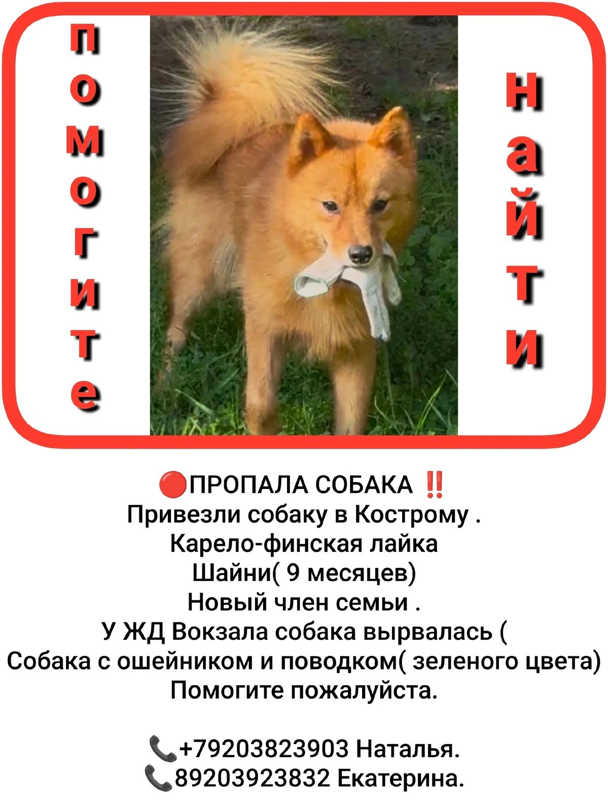 Найдена собака в Костроме — фото объявления