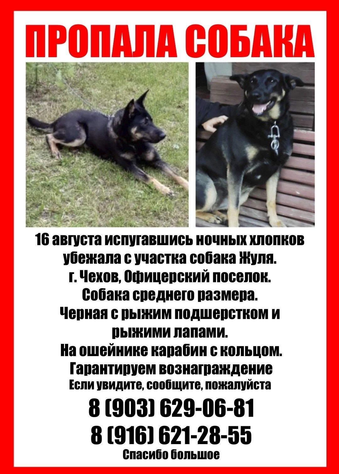 Найдена собака в Серпухове — фото объявления