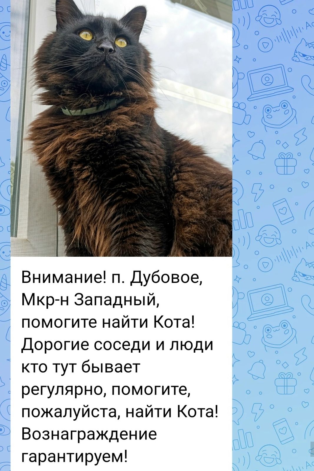 Объявление о питомце в Белгороде — фото объявления