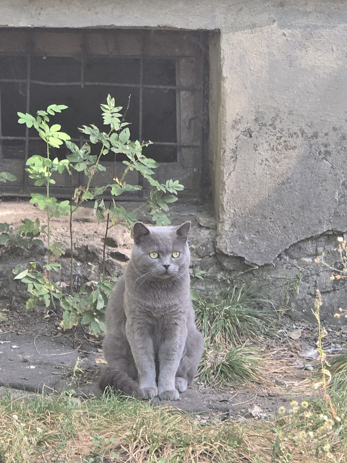 Найдена кошка в Воронеже — фото объявления