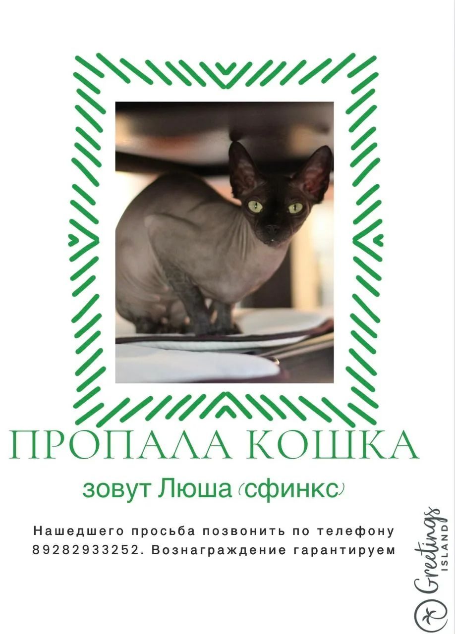Пропала кошка в Михайловске — фото объявления
