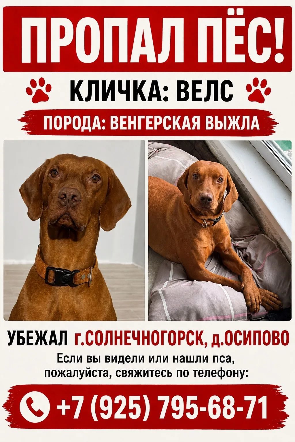 Собака вернулась домой — Солнечногорск