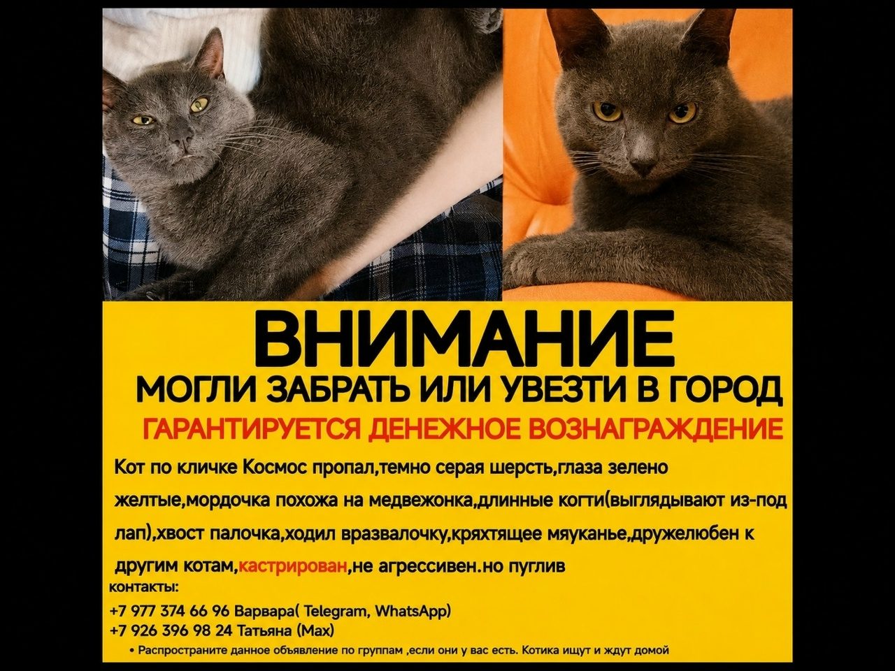 Найдена кошка в Коломне — фото объявления
