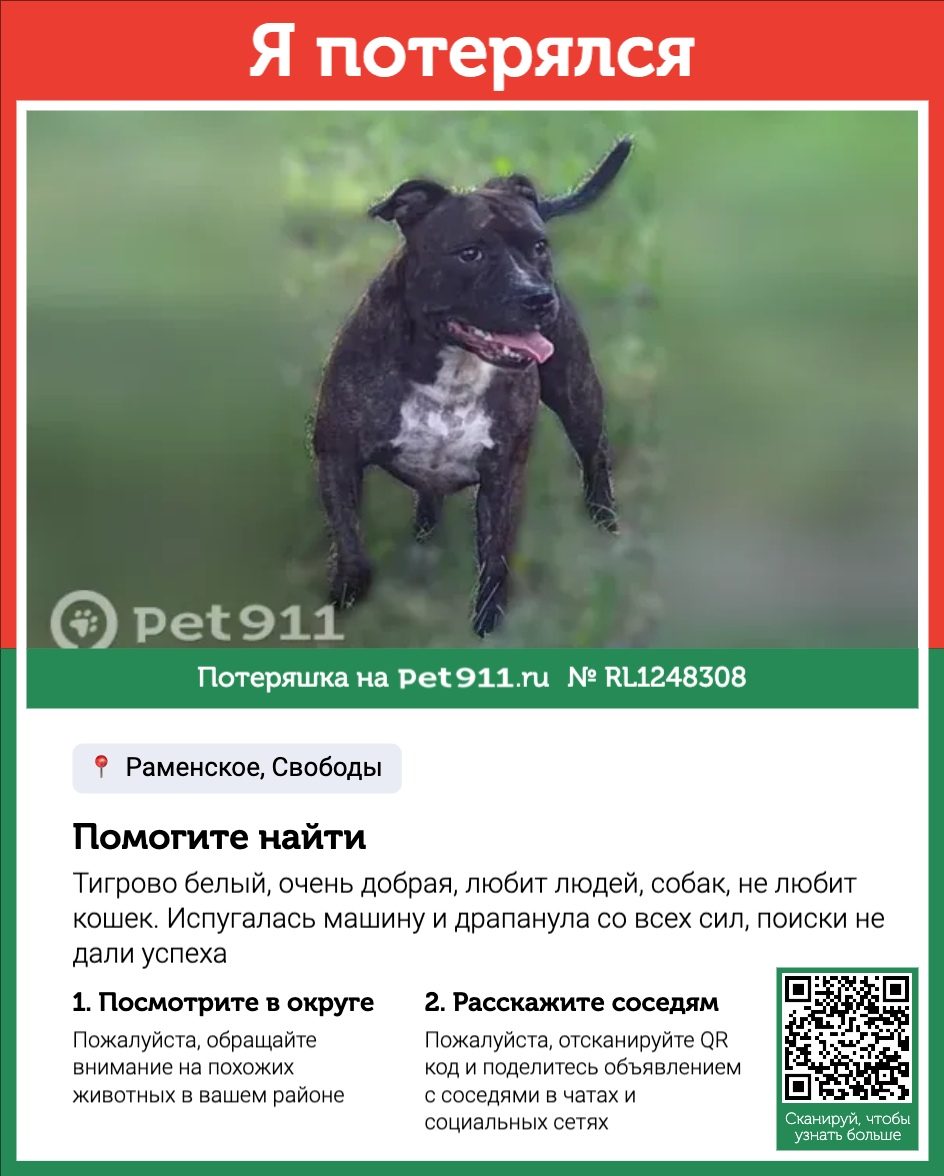 Найдена собака в Реутове — фото объявления