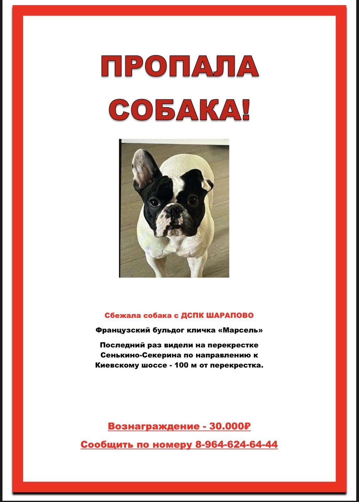 Пропала собака в Москве — марсель