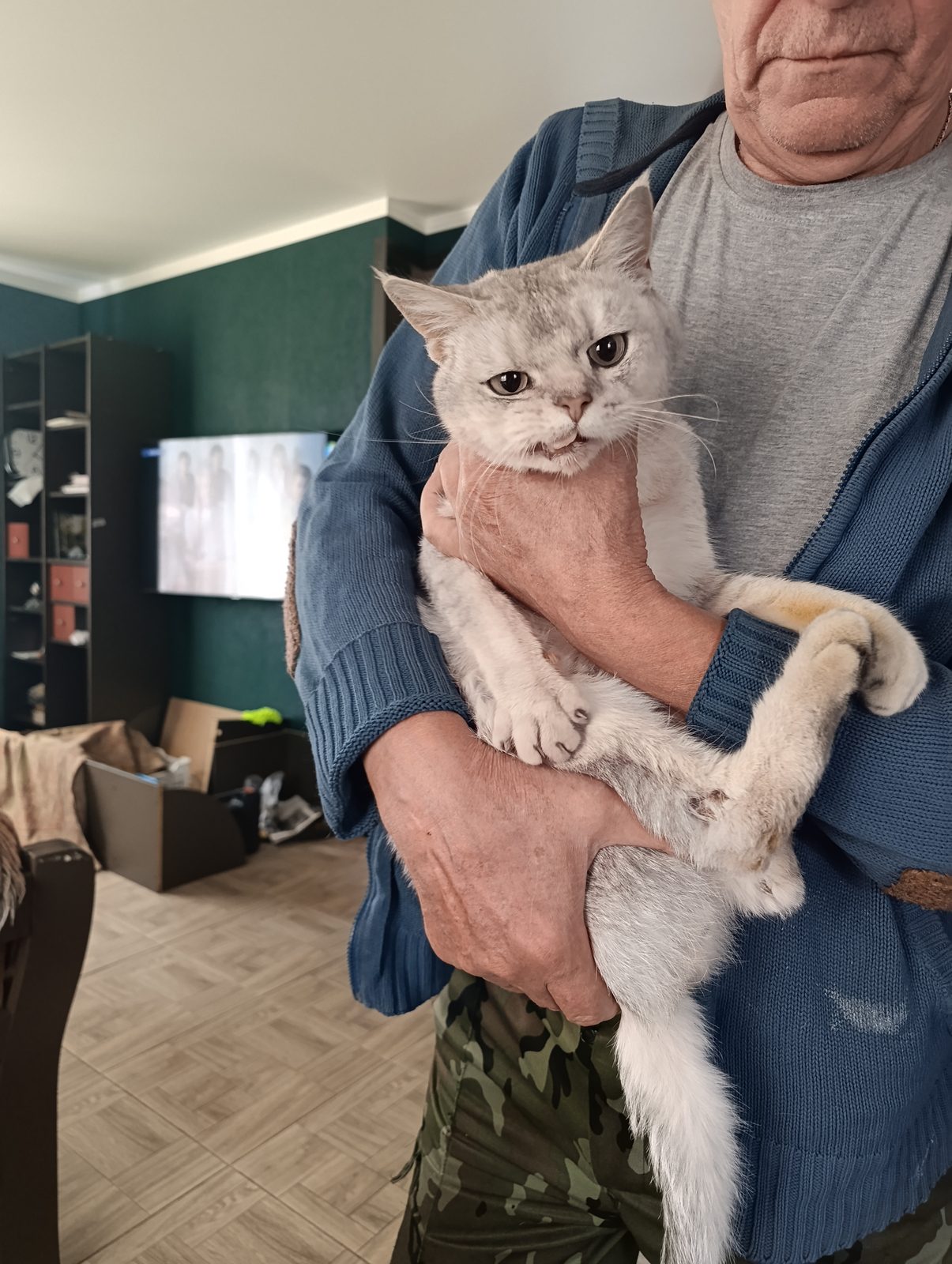Найдена кошка в Магнитогорске — фото объявления