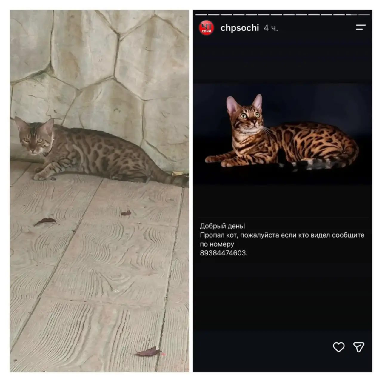 Пропала кошка в Сочи — фото объявления
