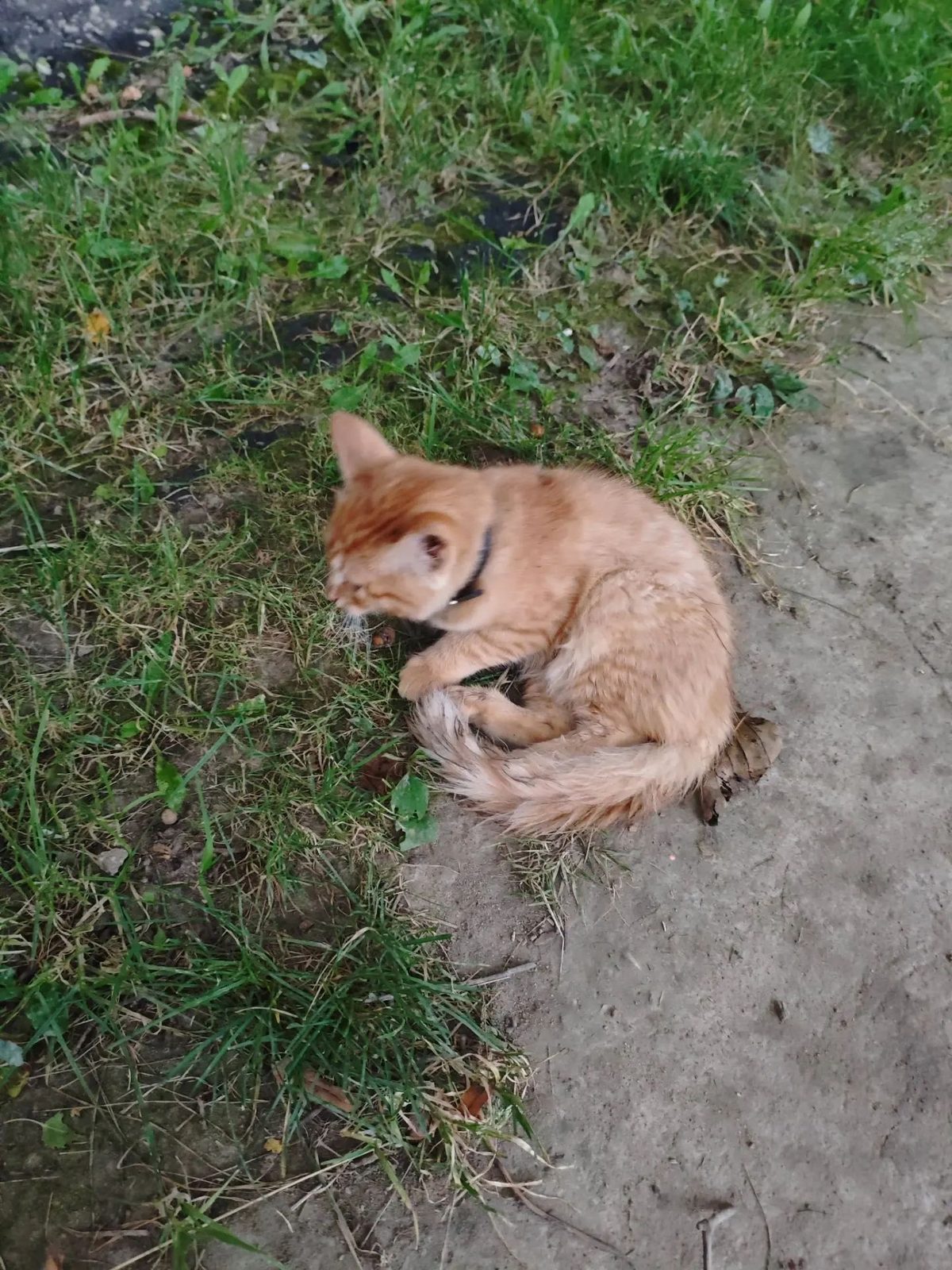 Найдена кошка в Калуге — фото объявления