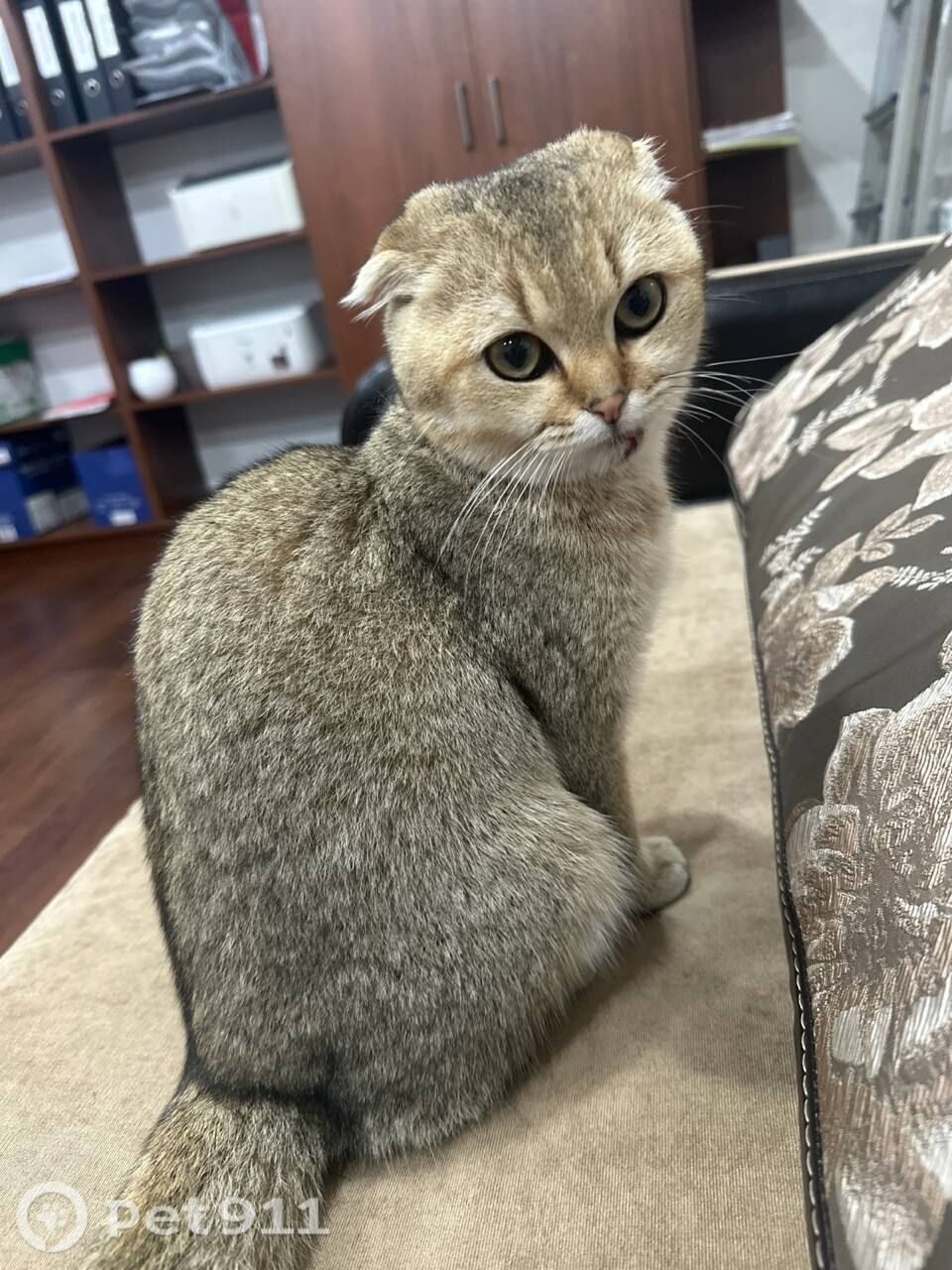Найдена кошка в Нальчике — фото объявления
