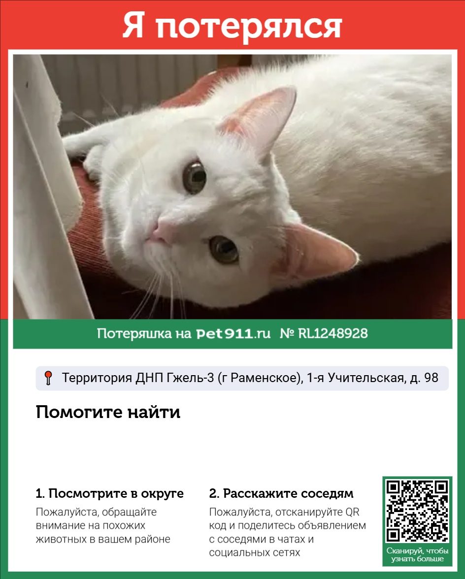 Найдена кошка в Реутове — фото объявления