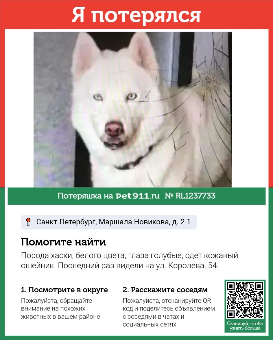 Найдена собака в Кудрове — фото объявления