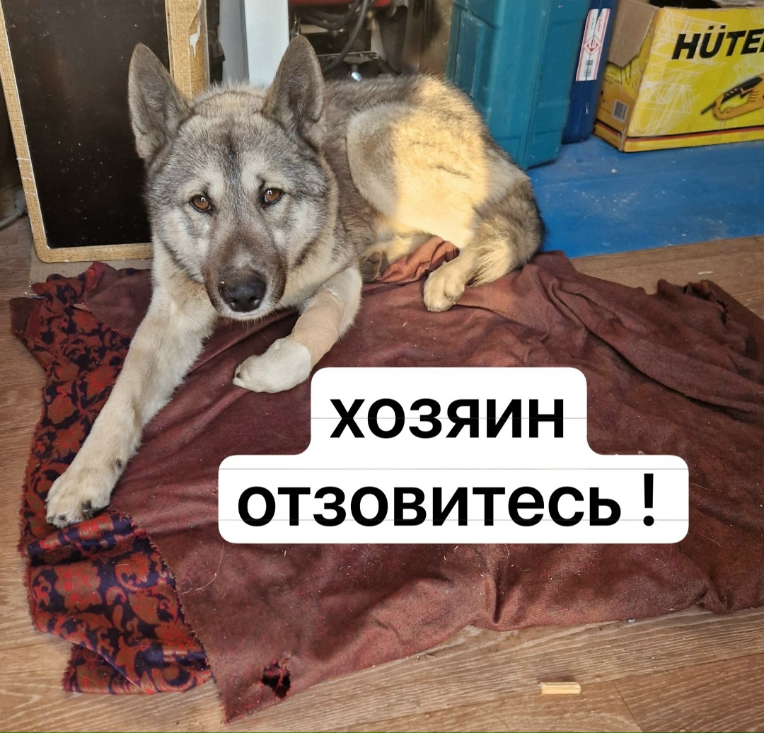 Пропала собака в Ростове-на-Дону — фото объявления