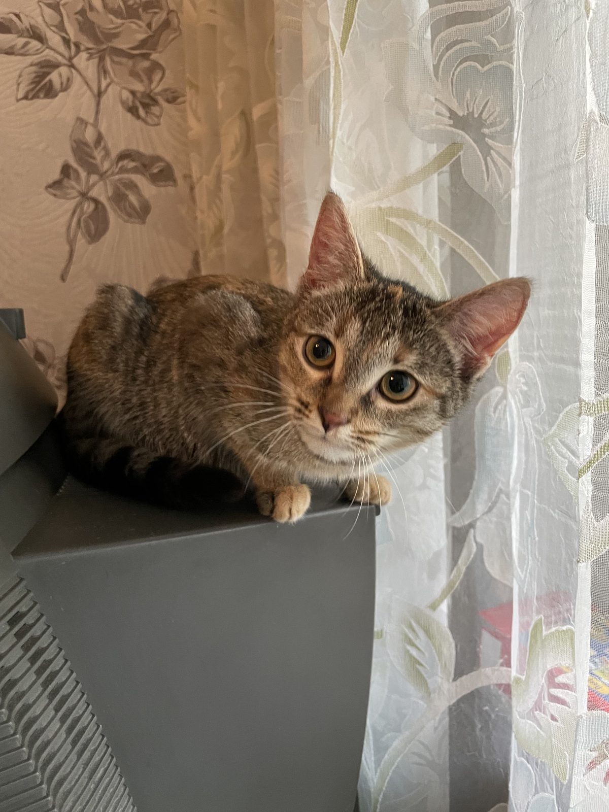 Найдена кошка в Нижнем Новгороде — Котенок ~2 месяца