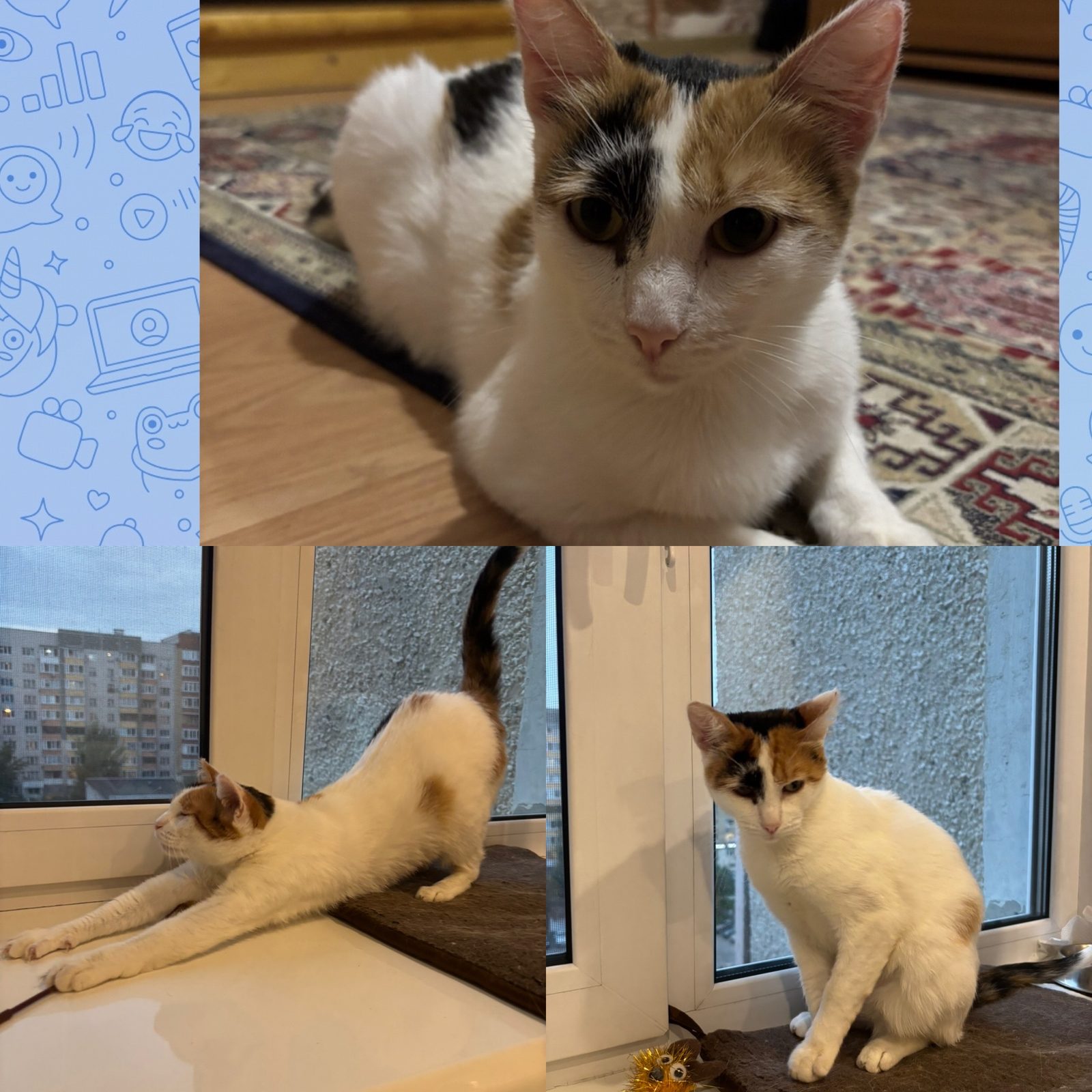Найдена кошка в Тюмени — фото объявления