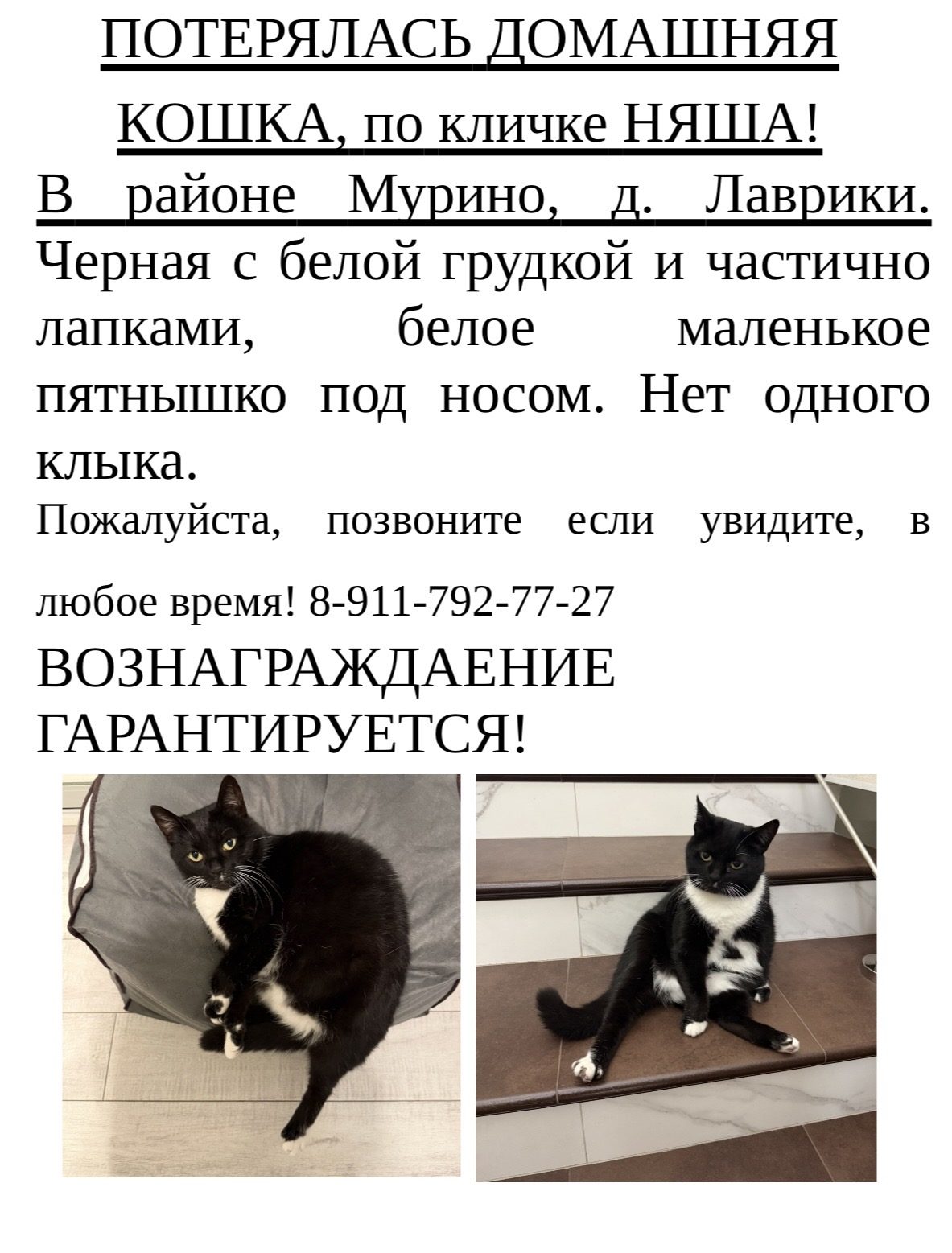 Пропала кошка в Мурине — фото объявления