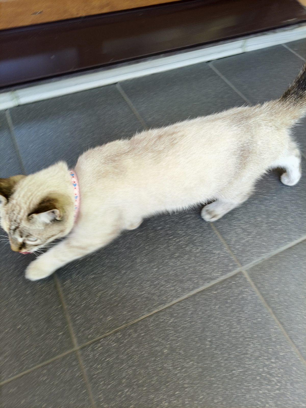 Найдена кошка в Иркутске — Котенок