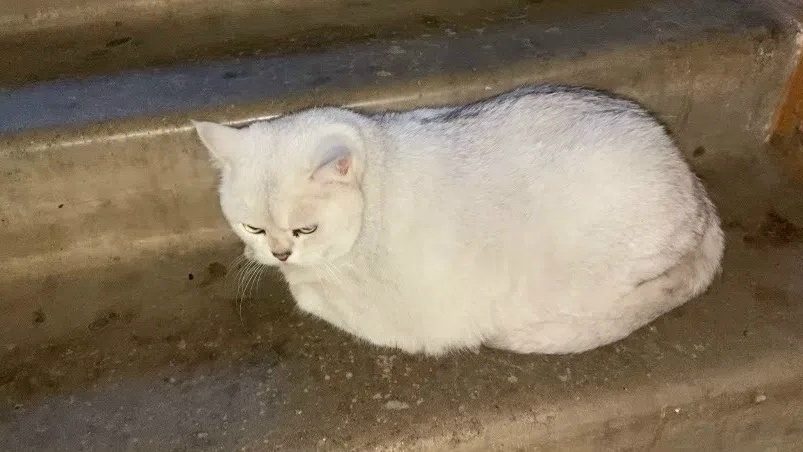 Найдена кошка в Череповце — фото объявления