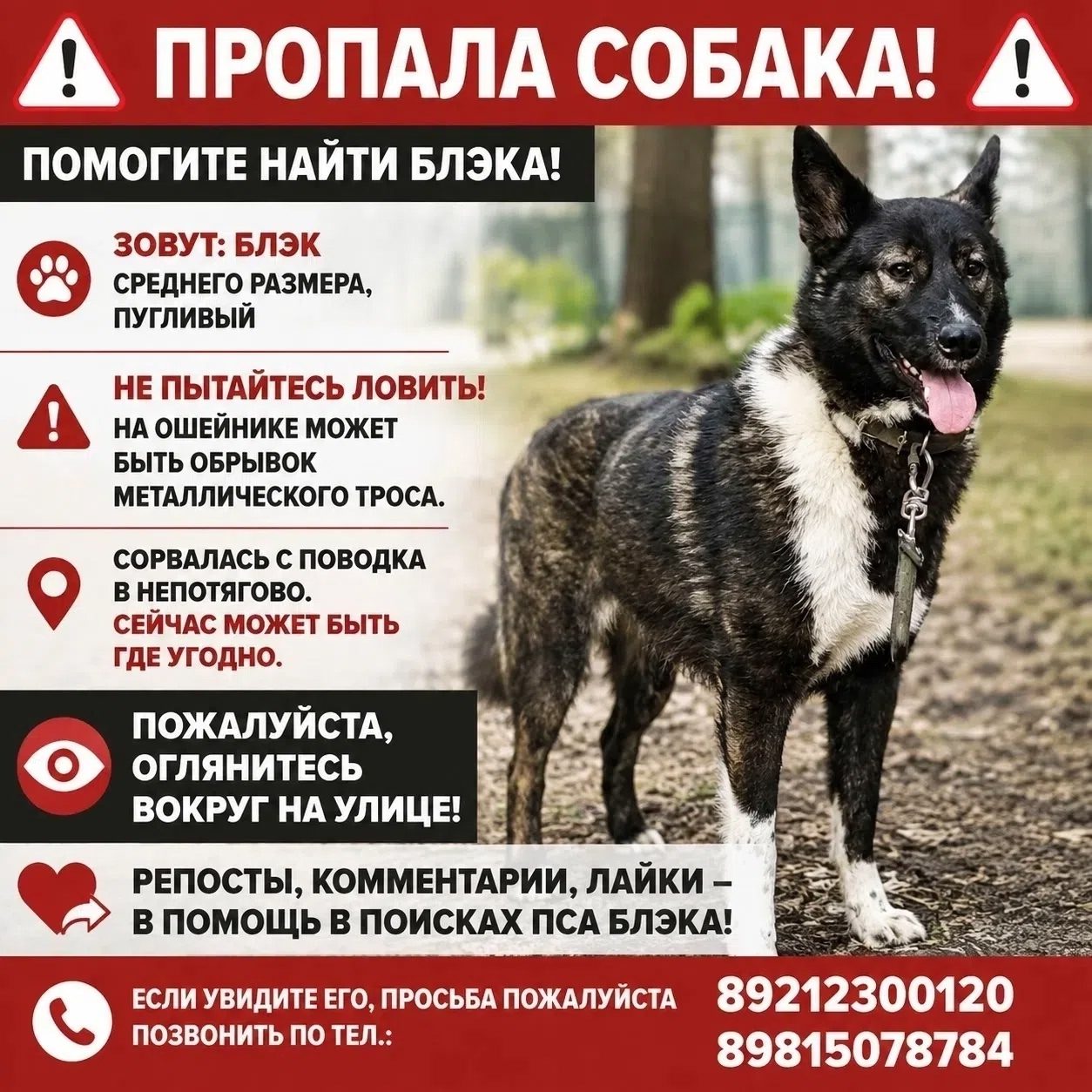 Найдена собака в Вологде — фото объявления