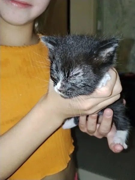 Найдена кошка в Костроме — фото объявления