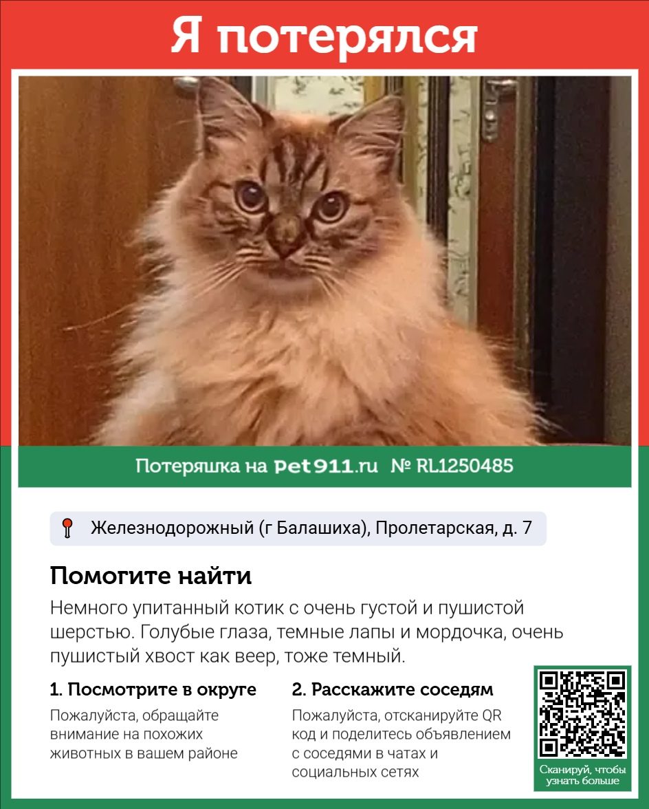 Найдена кошка в Реутове — фото объявления