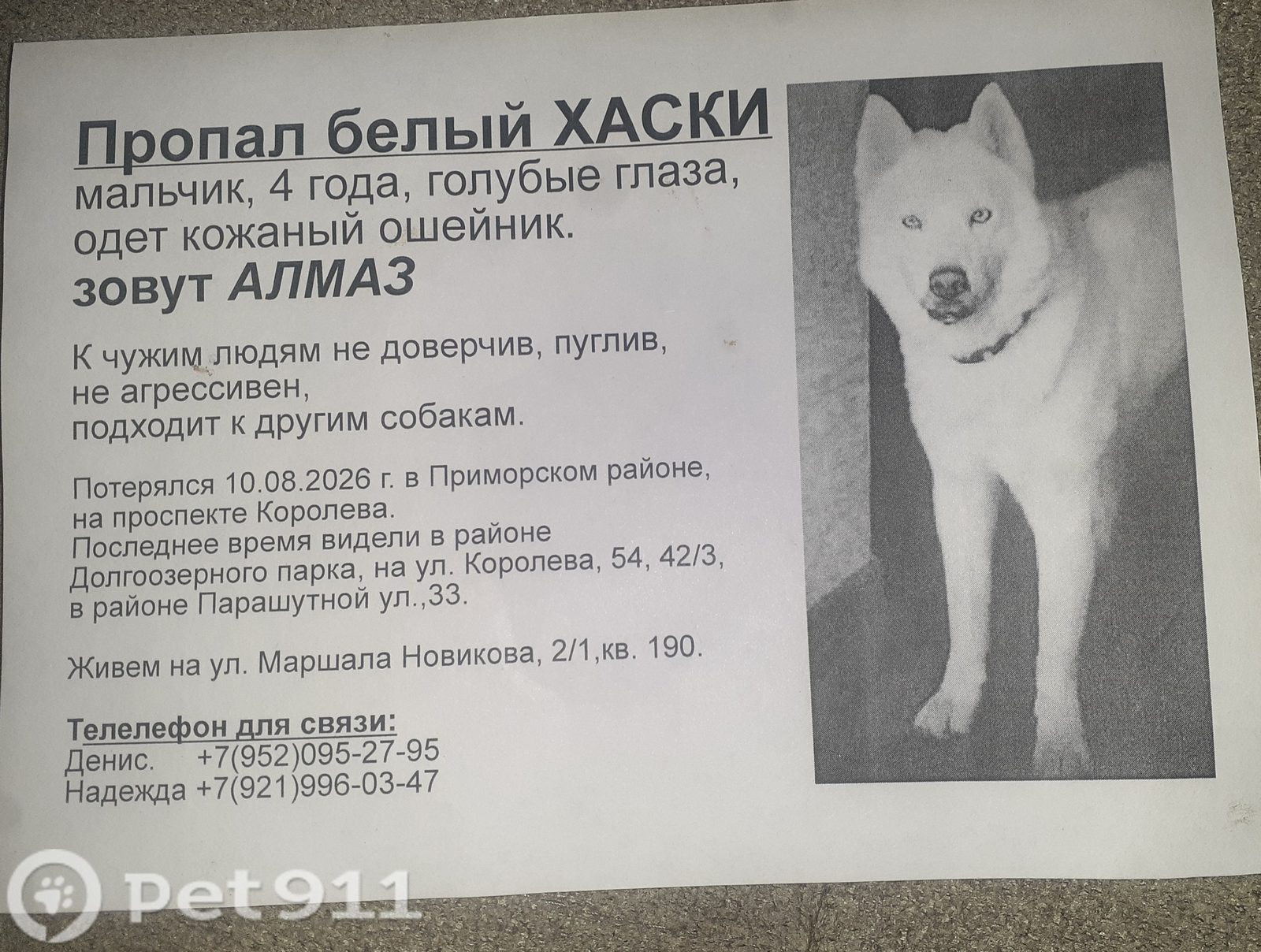 Найдена собака в Гатчине — фото объявления
