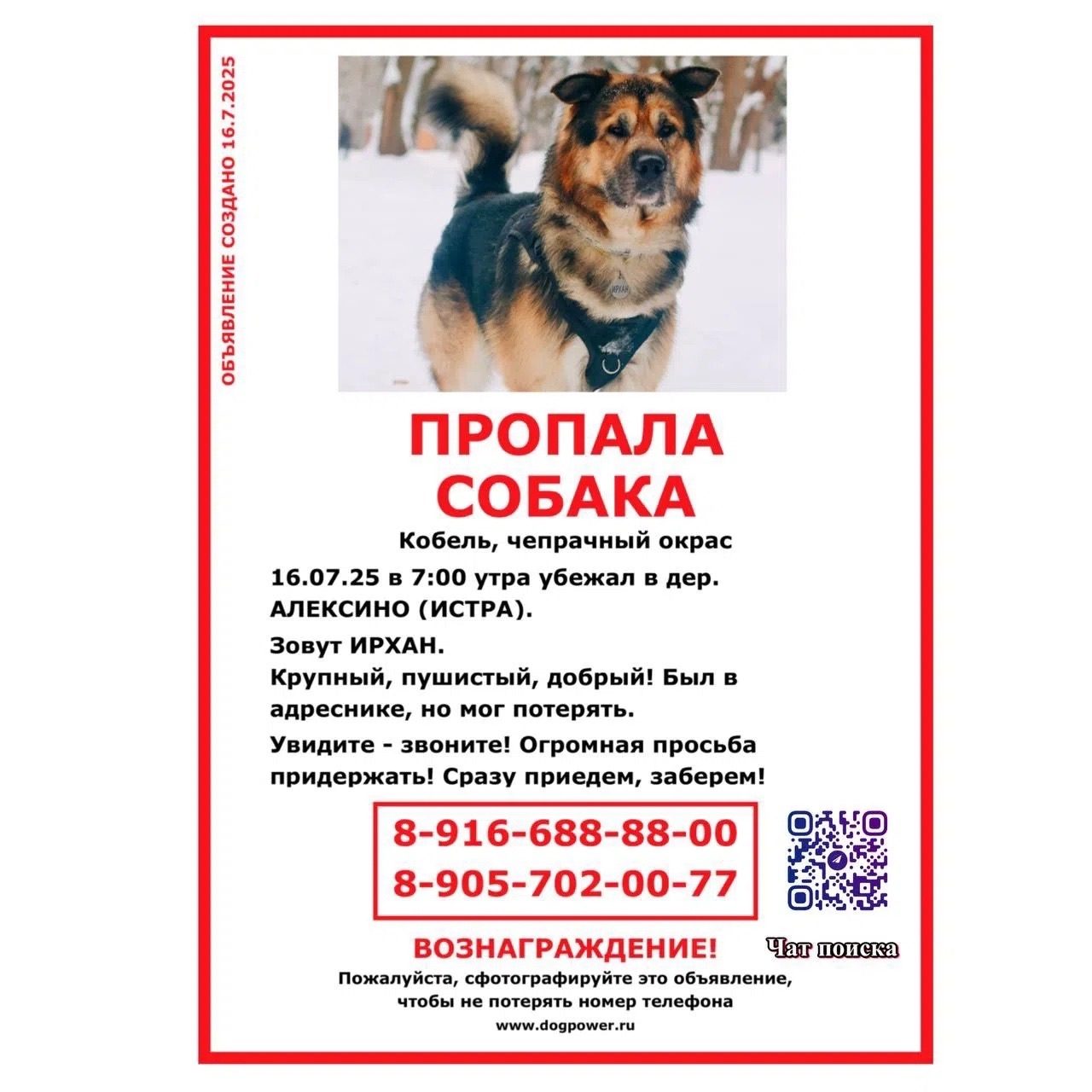 Найдена собака в Рузе — фото объявления