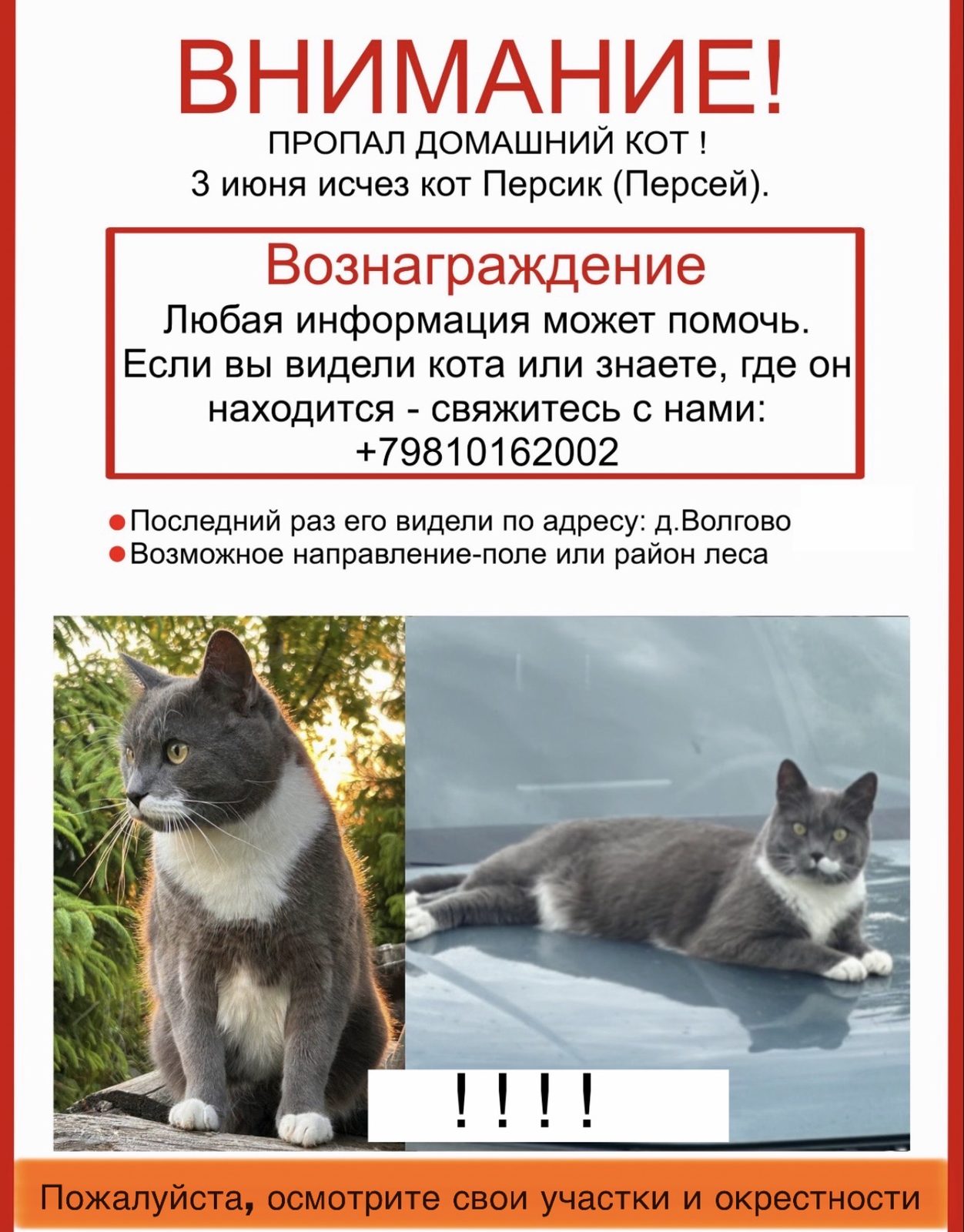 Пропала кошка в Волосове — фото объявления