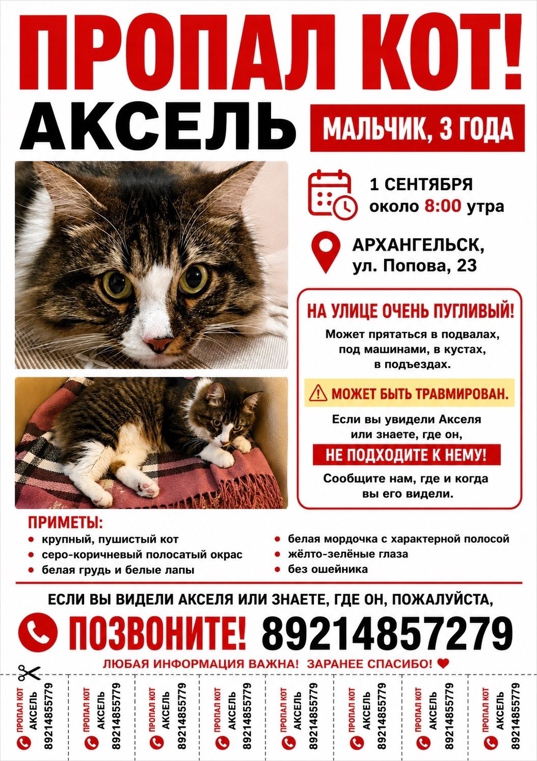 Найдена кошка в Архангельске — фото объявления
