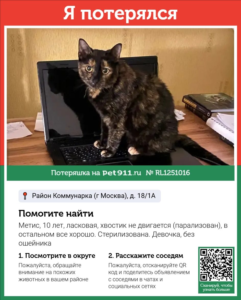 Найдена кошка в Реутове — фото объявления