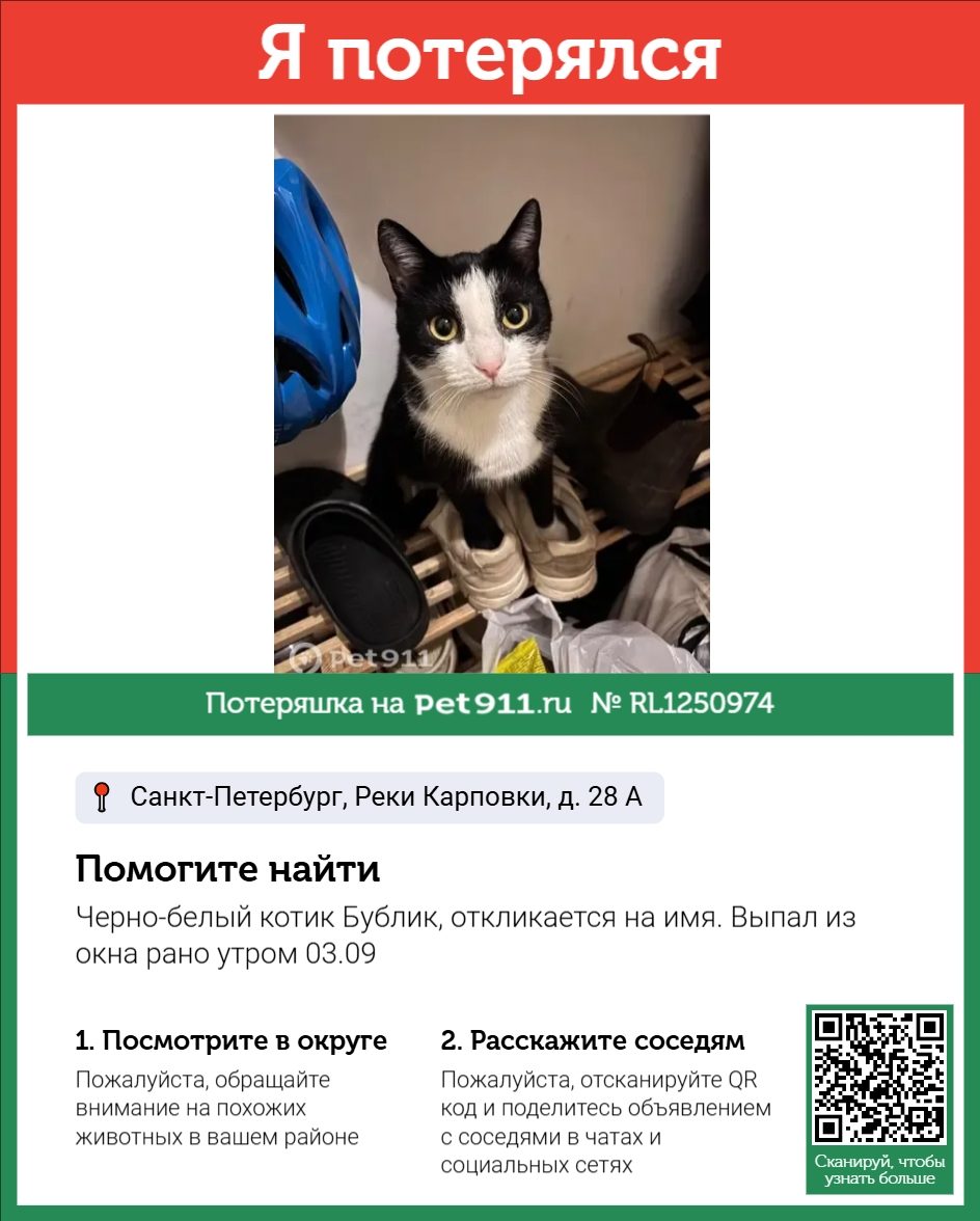 Найдена кошка в Гатчине — фото объявления