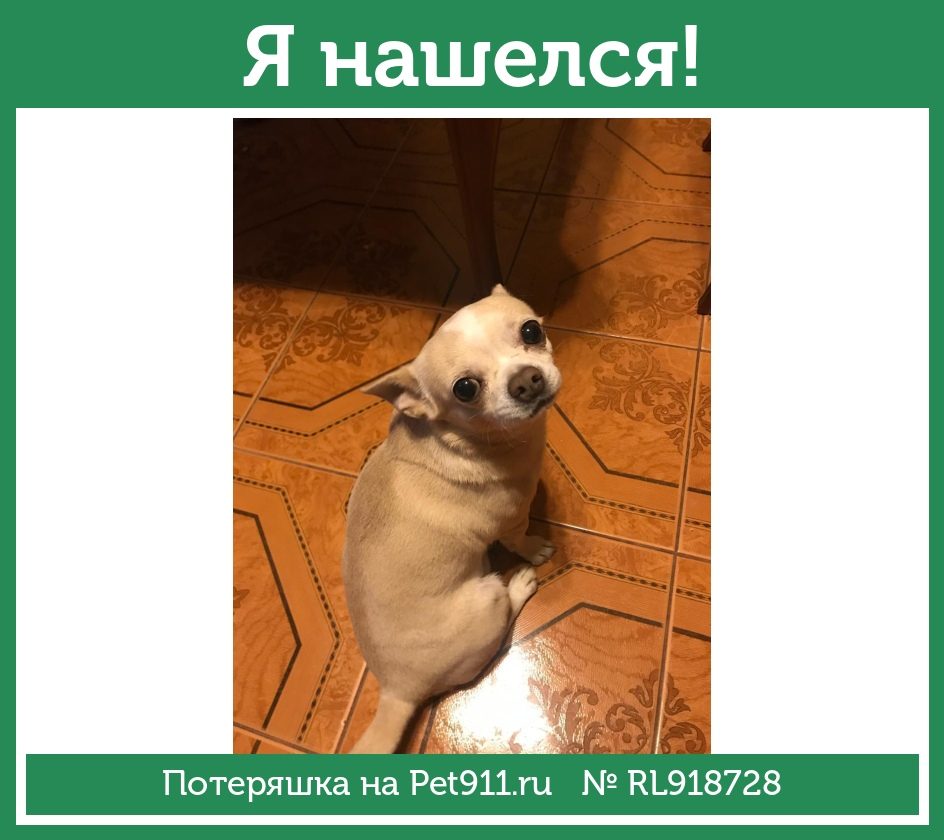 Найдена собака в Майкопе — фото объявления