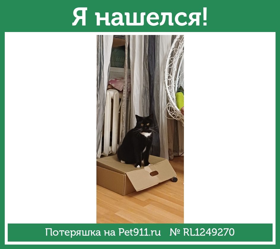 Найдена кошка в Гатчине — фото объявления