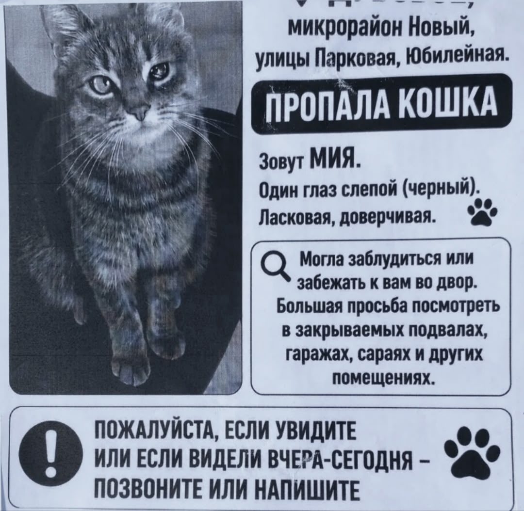 Найдена кошка в Белгороде — фото объявления