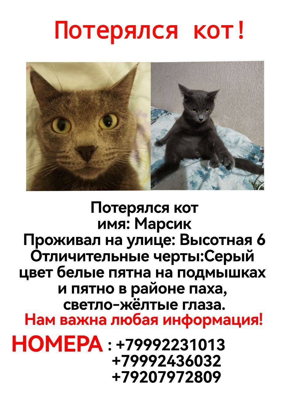 Пропала кошка в Оренбурге — фото объявления