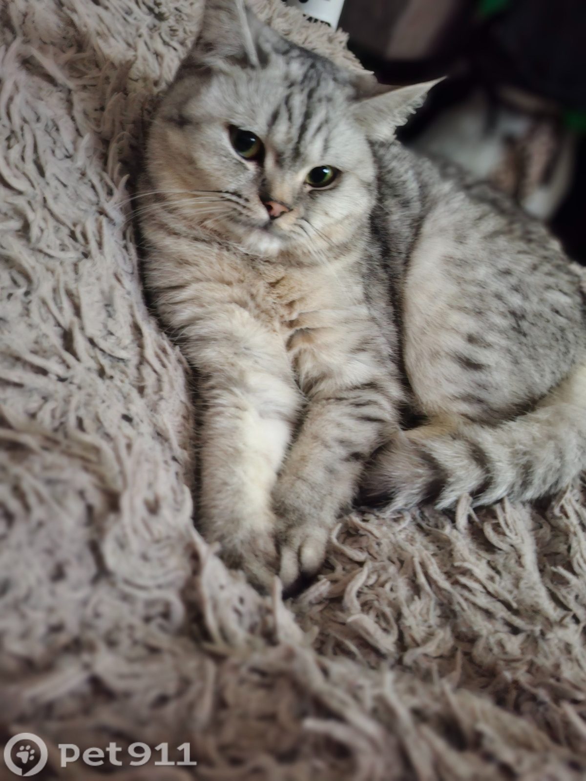 Найдена кошка в Нальчике — фото объявления