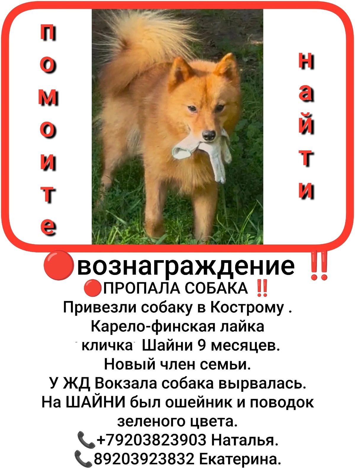 Найдена собака в Костроме — фото объявления