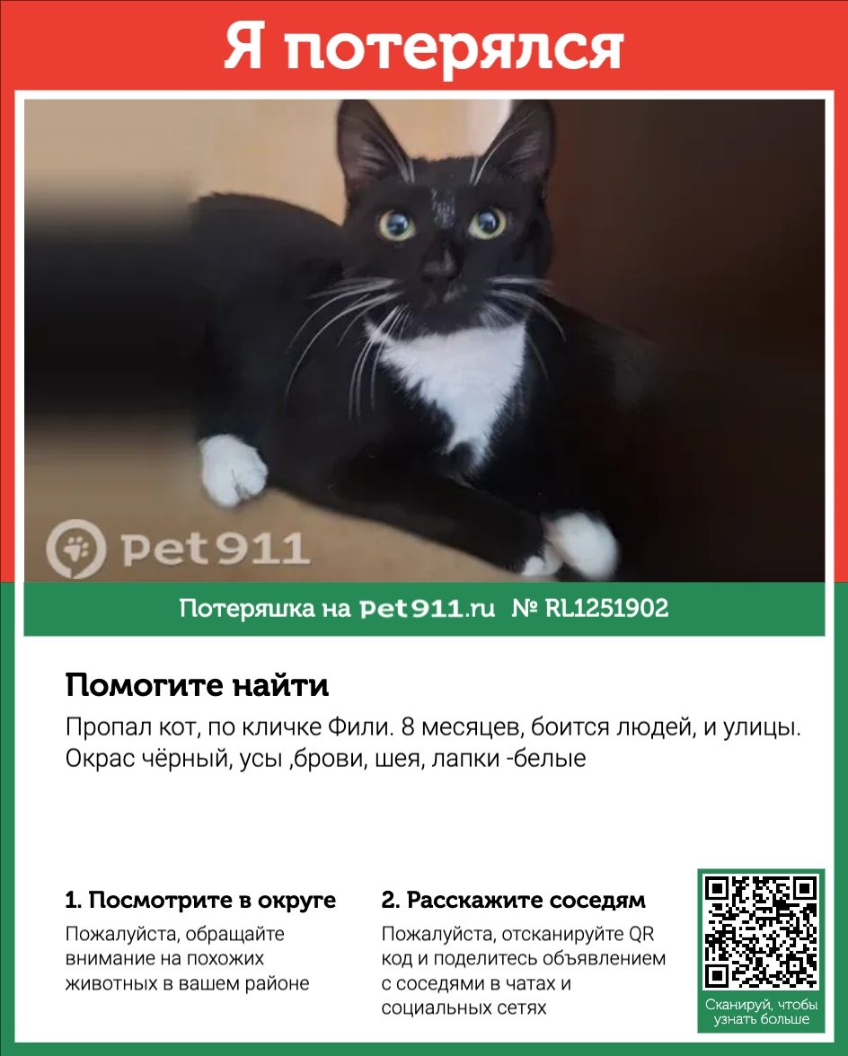 Найдена кошка в Реутове — фото объявления